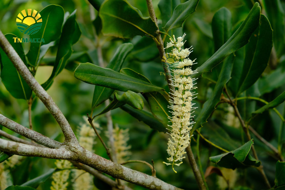 20.hat-macadamia-uc-nu-hoang-la-gi-va-co-tac-dung-gi-gia-bao-nhieu