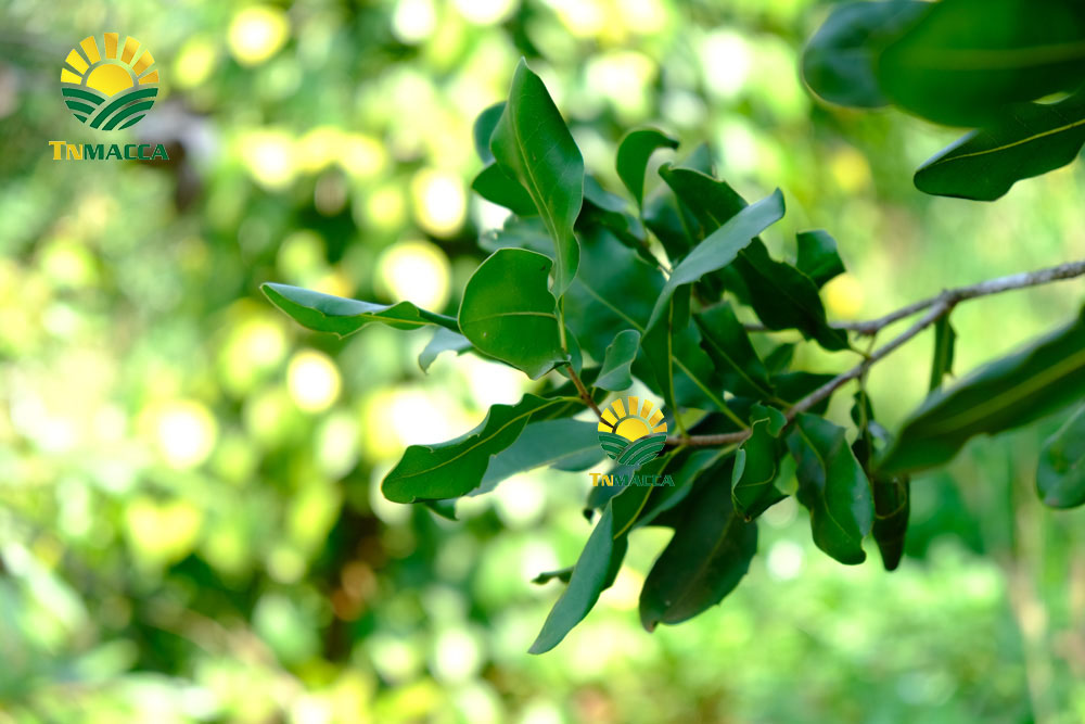 20.hat-macca-uc-dac-diem-uu-diem-va-han-che-cua-macca-uc