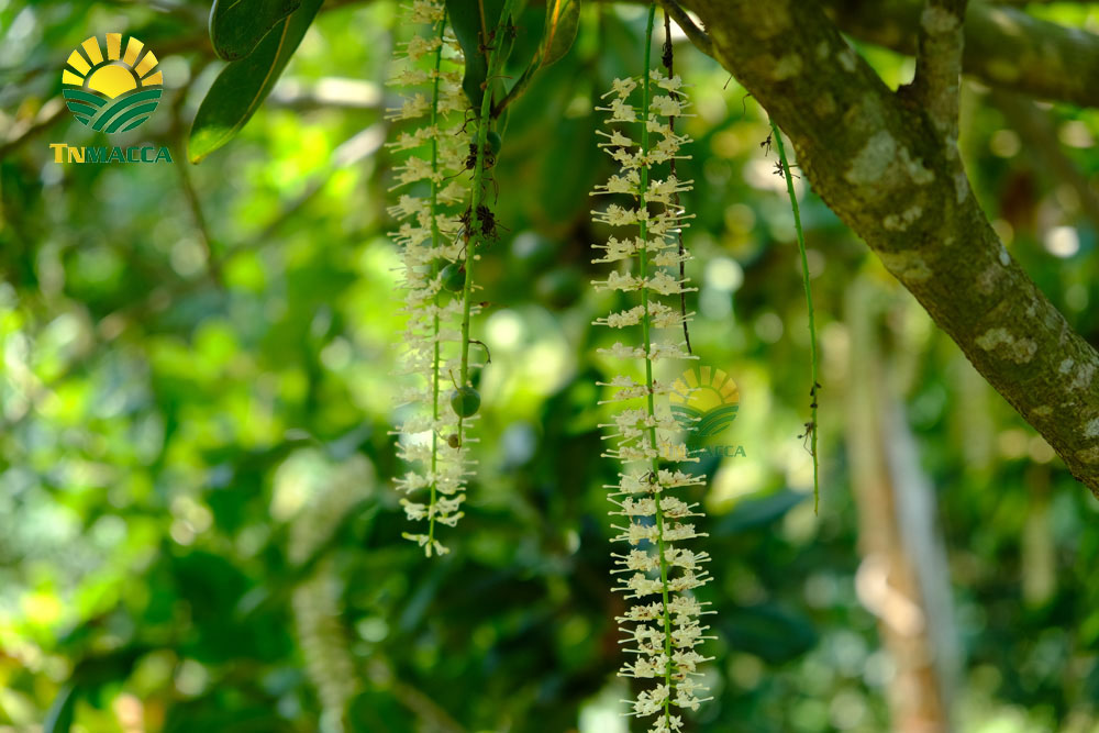 21.hat-macadamia-uc-nu-hoang-la-gi-va-co-tac-dung-gi-gia-bao-nhieu