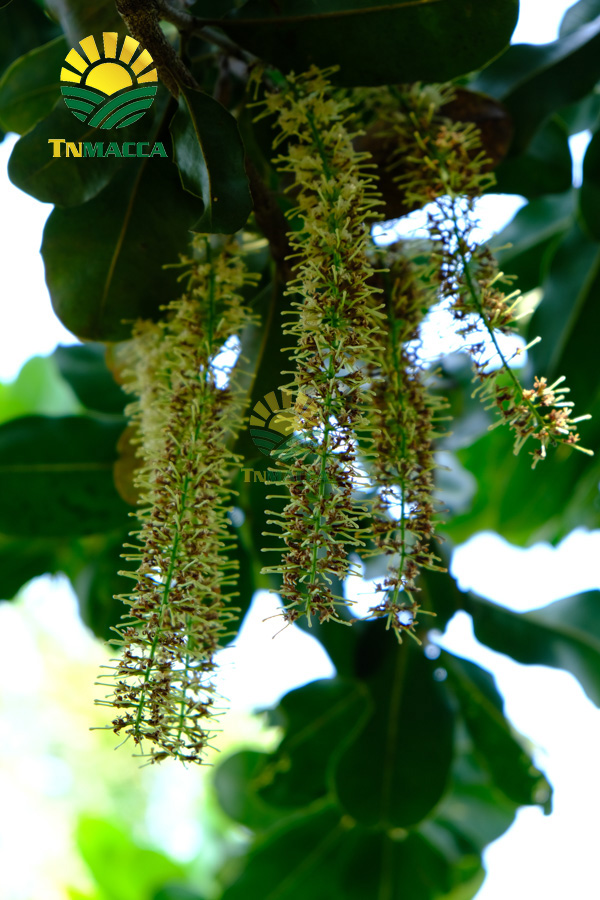 22.mua-hat-macca-daklak-uc-o-dau-uy-tin-tphcm-sai-gon-va-ha-noi