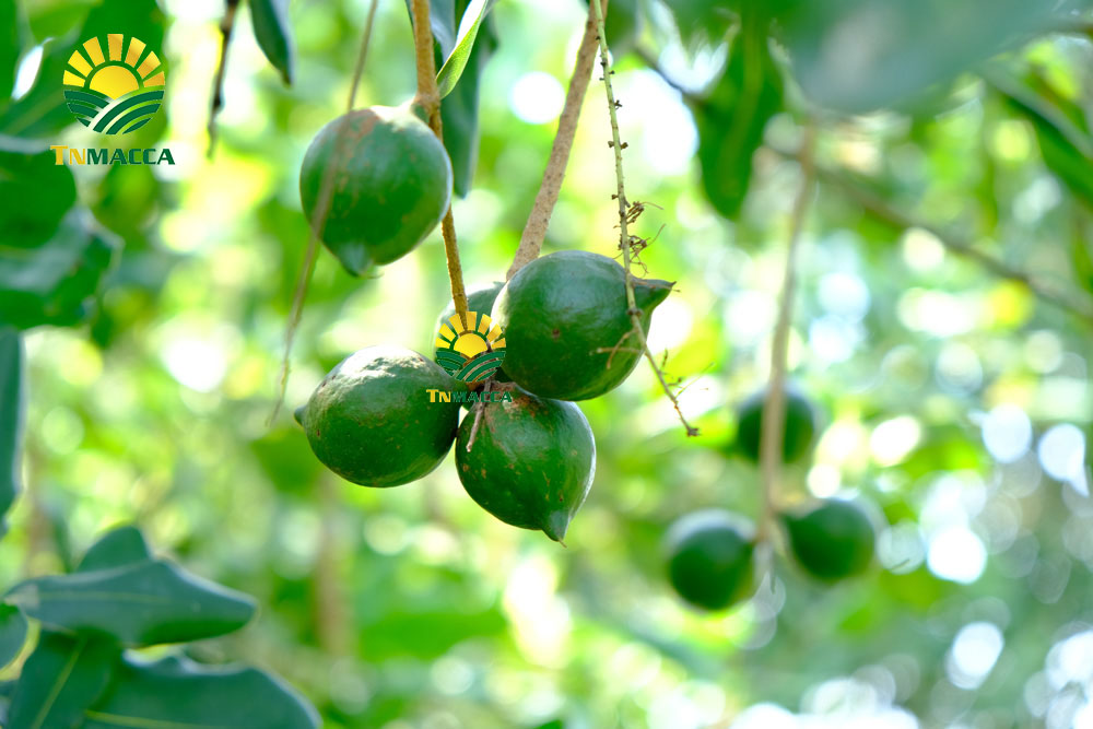 2.2-cach-che-bien-lam-tach-nut-san-vo-hat-macca-tuoi-da-boc-vo-xanh