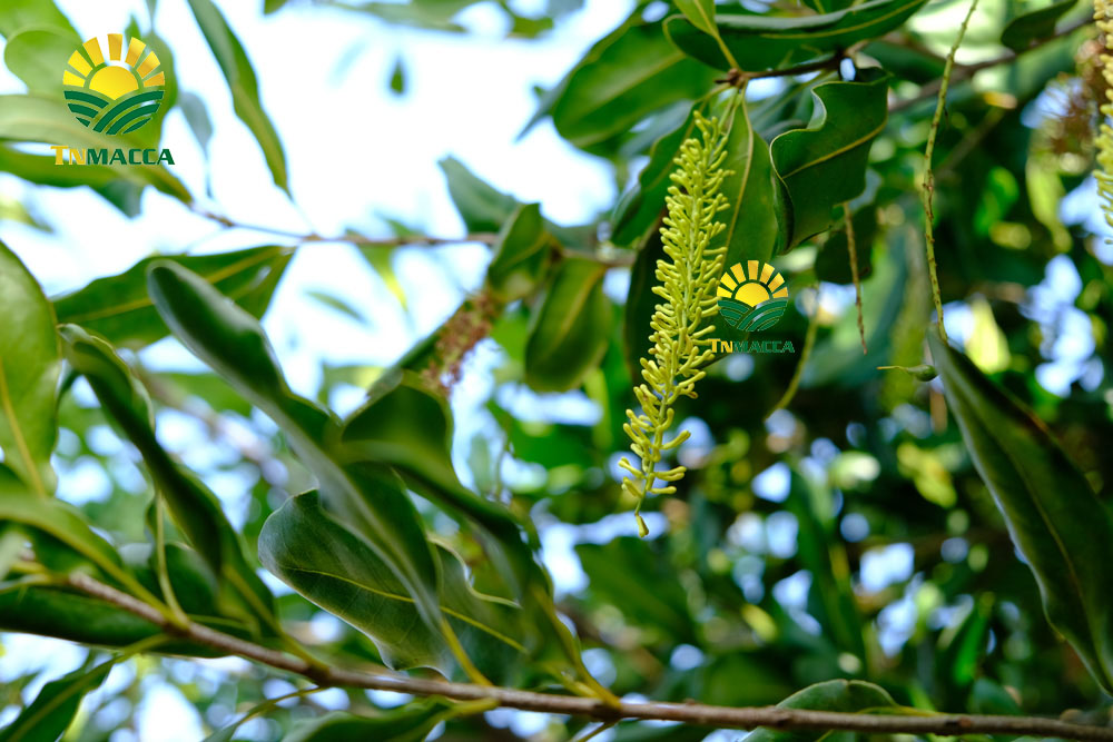 2.cach-che-bien-nau-chao-hat-macca-thom-ngon-nhat-cho-be-an-dam