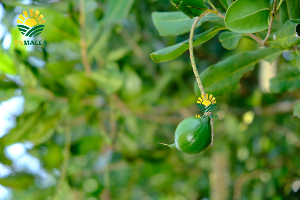 2.gia-hat-macca-4-cach-chon-san-pham-hat-macca-chat-luong-gia-tot