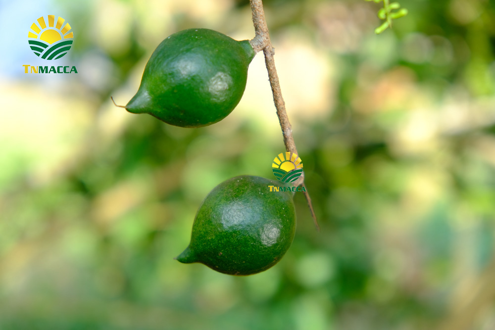 2.hat-macca-daklak-5-san-pham-hot-duoc-che-bien-tu-hat-macca-daklak