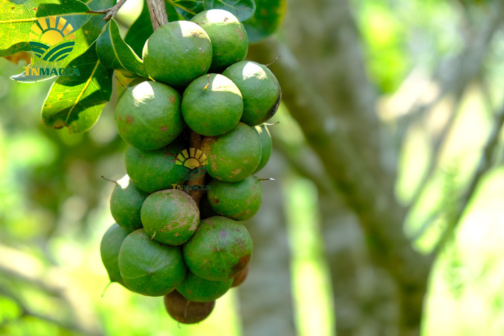 2.hat-macca-uc-mourad-s-500g-va-hat-macca-my-tach-vo-gia-bao-nhieu