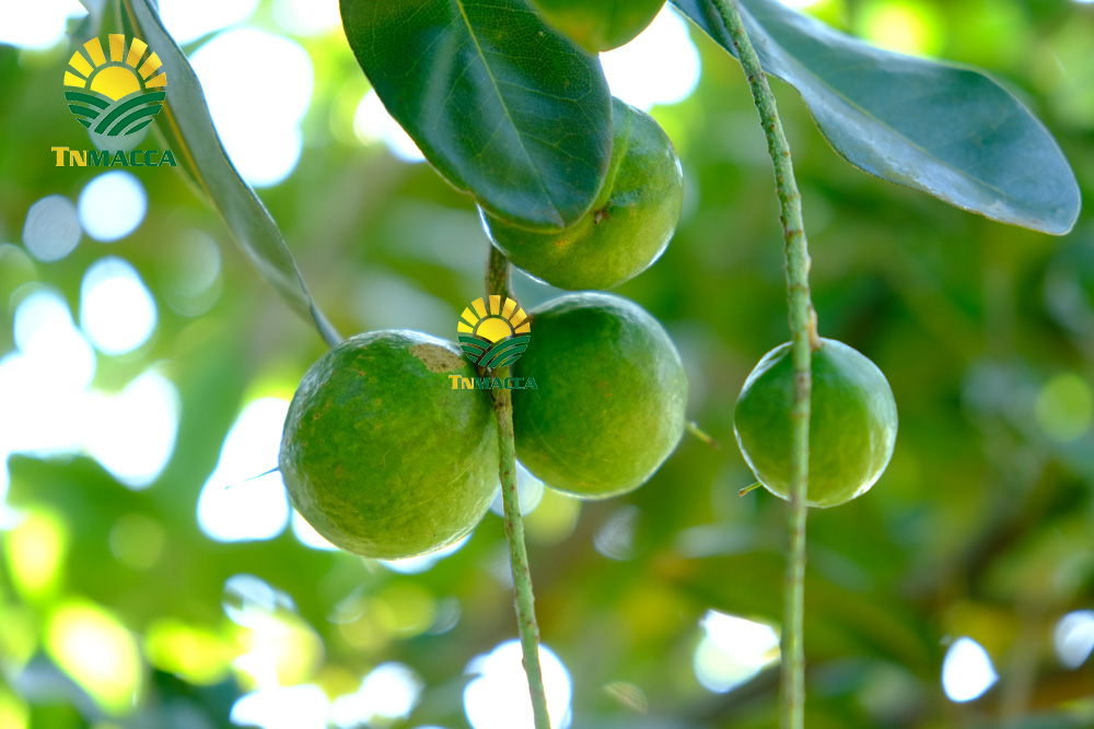 2.mua-hat-macca-o-dau-uy-tin-tai-ha-noi-voi-gia-si-va-chat-luong