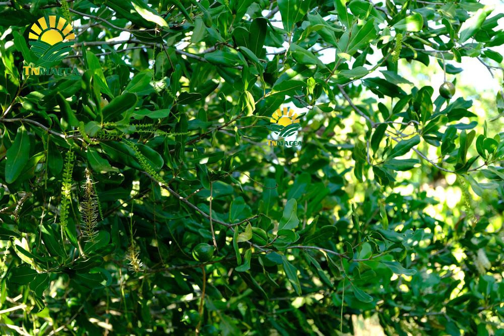 3.cach-rang-say-hat-macca-nguyen-vo-bang-chao-lo-nuong-va-lo-vi-song