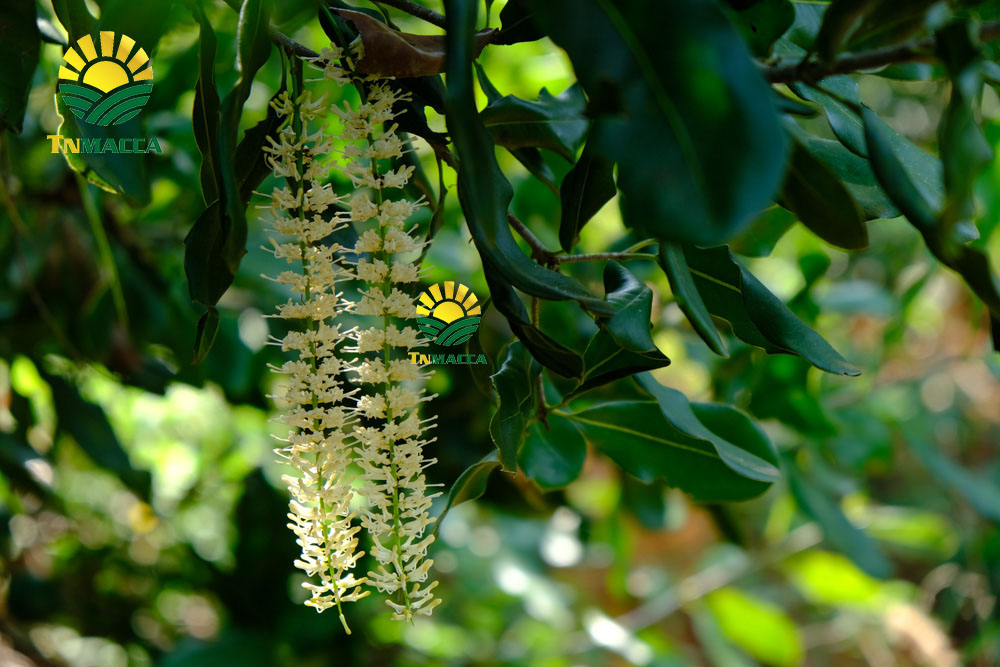 3.gia-hat-macca-4-cach-chon-san-pham-hat-macca-chat-luong-gia-tot