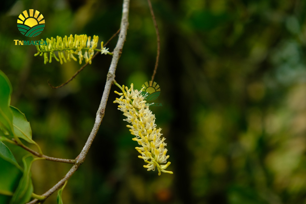 3.hat-macadamia-uc-nu-hoang-la-gi-va-co-tac-dung-gi-gia-bao-nhieu