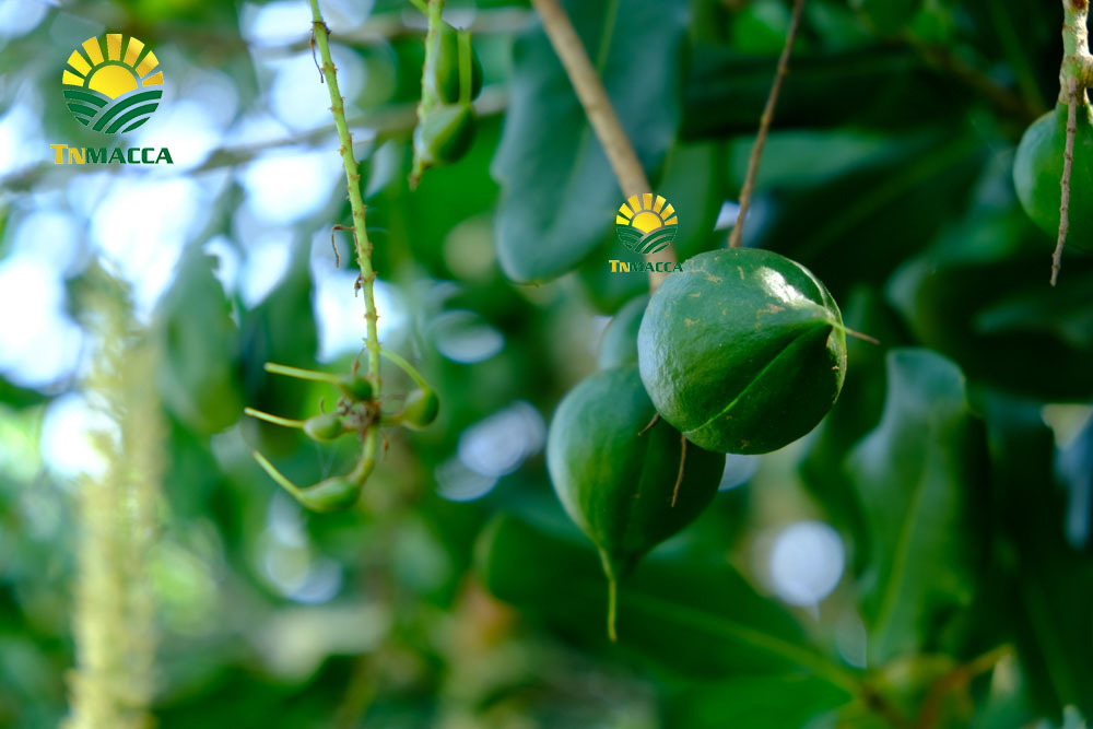 3.hat-macca-say-kho-da-tach-nut-vo-dac-lac-hay-da-lat-gia-re-hon