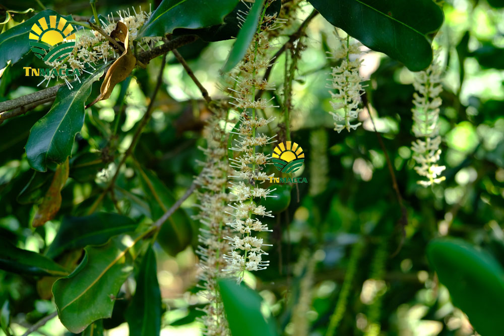 3.hat-macca-uc-dac-diem-uu-diem-va-han-che-cua-macca-uc