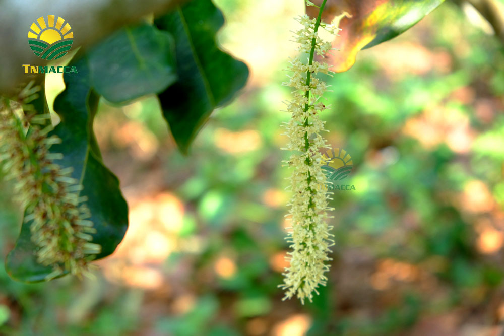 3.mua-hat-macca-daklak-uc-o-dau-uy-tin-tphcm-sai-gon-va-ha-noi