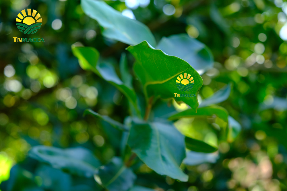 3.tac-dung-cua-hat-macca-4-tac-dung-chinh-cho-moi-lua-tuoi