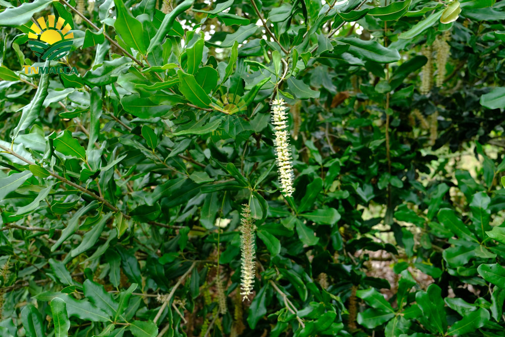 4.3-cach-lam-sua-hat-macca-ket-hop-voi-hat-oc-cho-dau-den-yen-mach