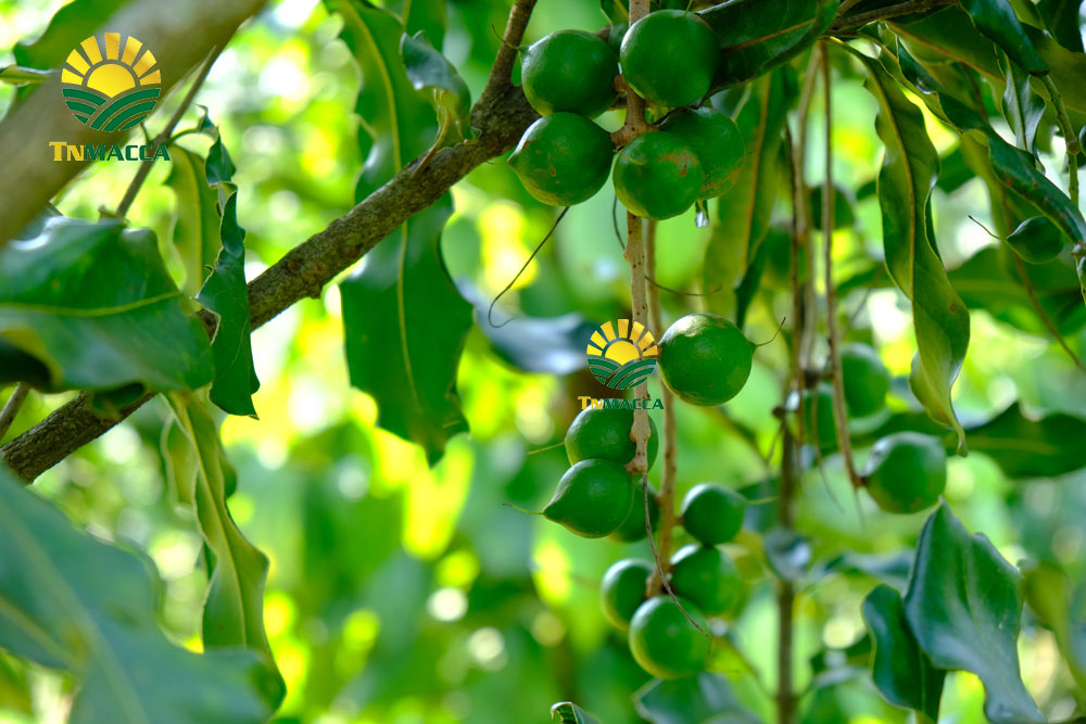 4.hat-macca-say-kho-da-tach-nut-vo-dac-lac-hay-da-lat-gia-re-hon