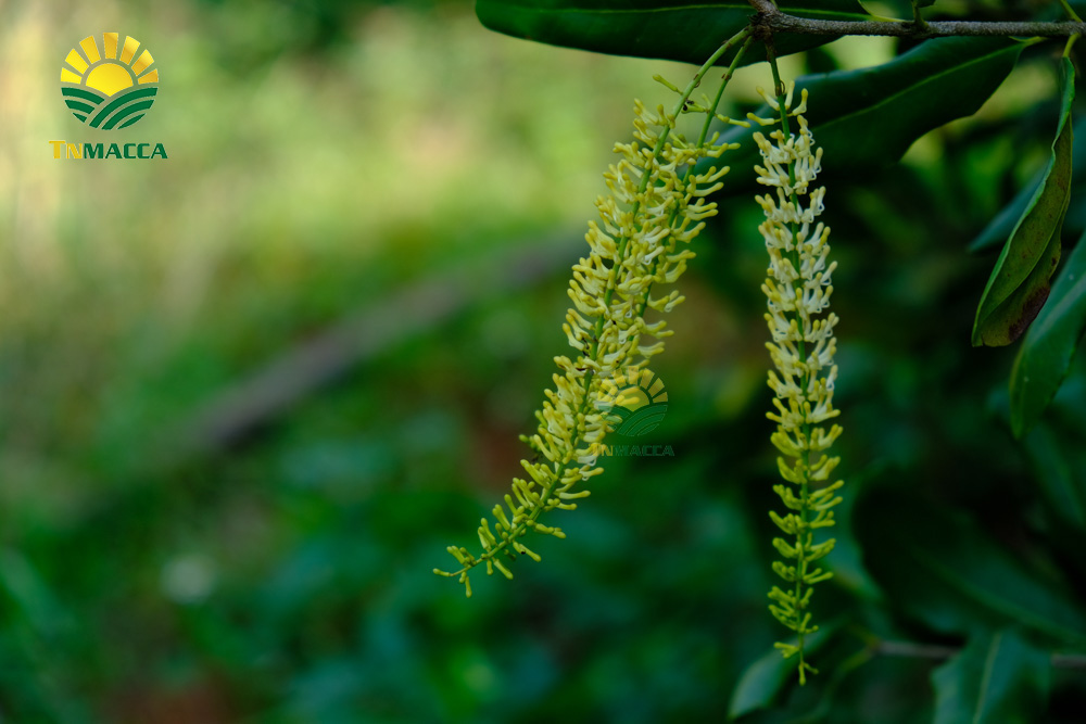 5.hat-macca-trung-quoc-5-cach-de-nhan-biet-macca-trung-quoc