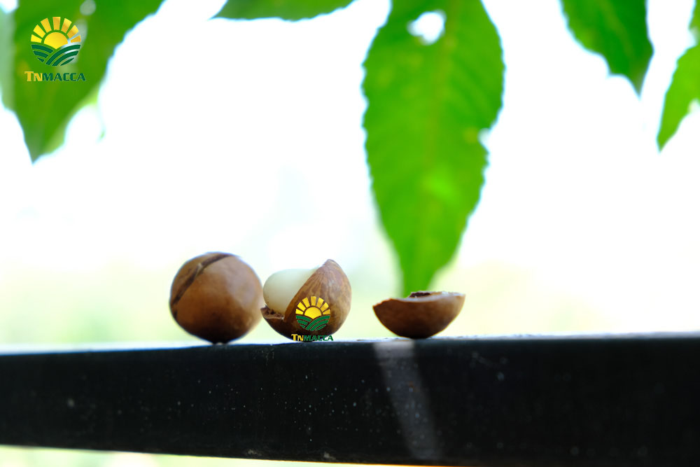 5.Cách SỬ DỤNG HẠT MACCA và ăn bao nhiêu , khi nào là đủ để GIẢM CÂN