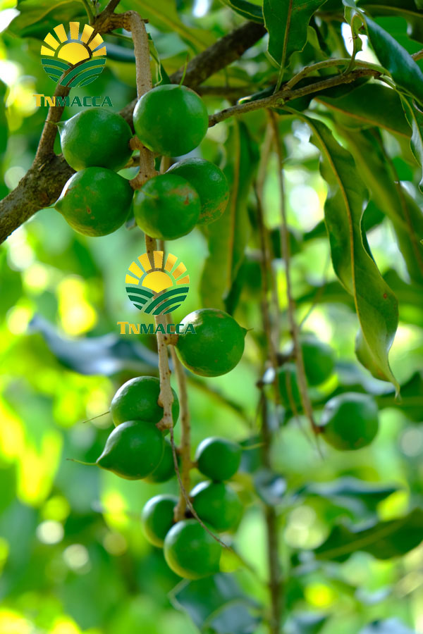 5.gia-hat-macca-4-cach-chon-san-pham-hat-macca-chat-luong-gia-tot