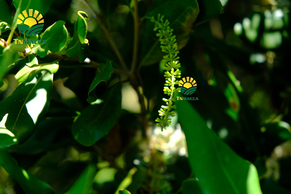 5.hat-macca-viet-nam-6-yeu-to-tao-nen-chat-luong-hat-mac-ca-viet