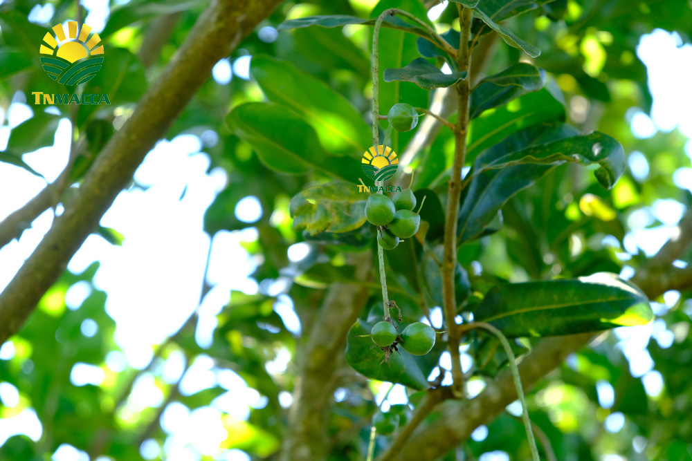 5.mua-hat-macca-o-dau-uy-tin-tai-ha-noi-voi-gia-si-va-chat-luong