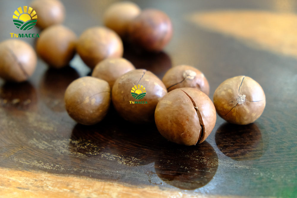 5.tac-dung-cua-hat-macca-4-tac-dung-chinh-cho-moi-lua-tuoi