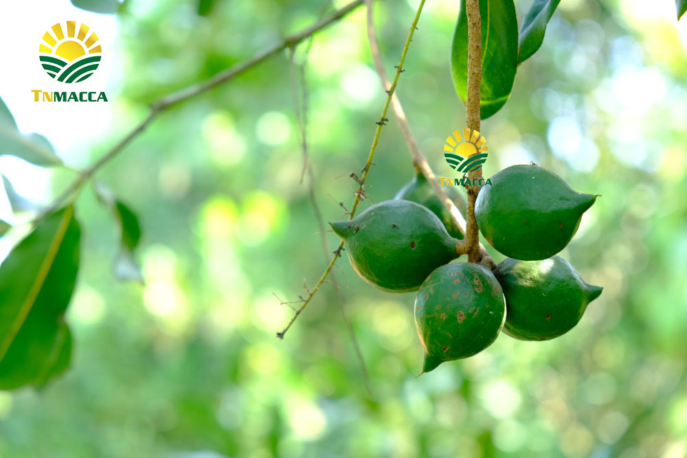 6.cach-che-bien-nau-chao-hat-macca-thom-ngon-nhat-cho-be-an-dam