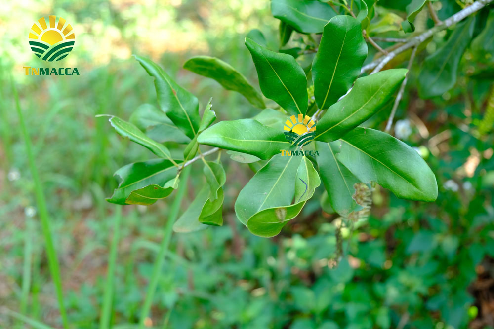 6.gia-hat-macca-4-cach-chon-san-pham-hat-macca-chat-luong-gia-tot