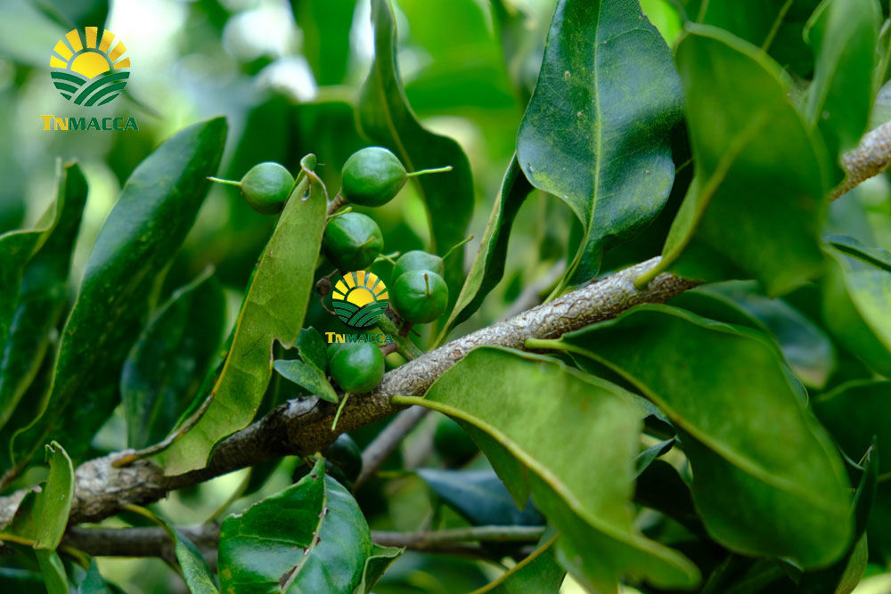 6.hat-macca-daklak-5-san-pham-hot-duoc-che-bien-tu-hat-macca-daklak