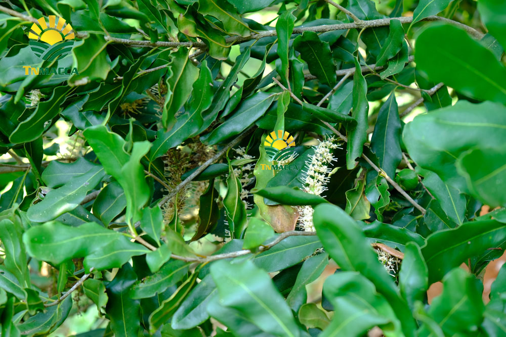 6.hat-macca-say-kho-da-tach-nut-vo-dac-lac-hay-da-lat-gia-re-hon