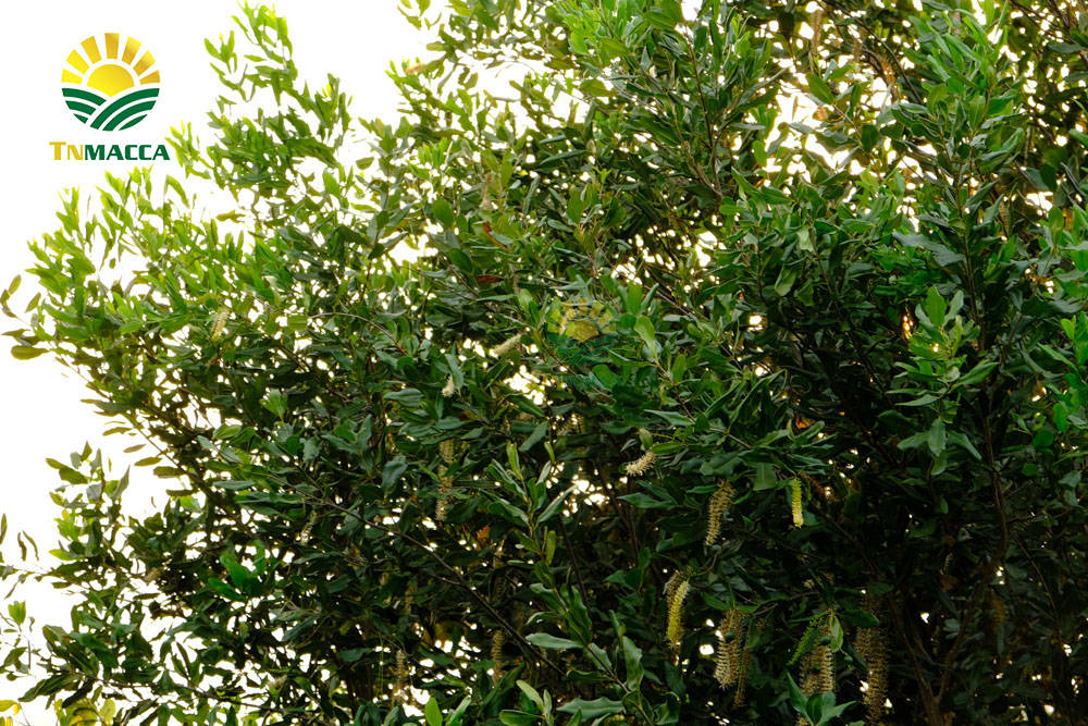 6.hat-macca-trung-quoc-5-cach-de-nhan-biet-macca-trung-quoc