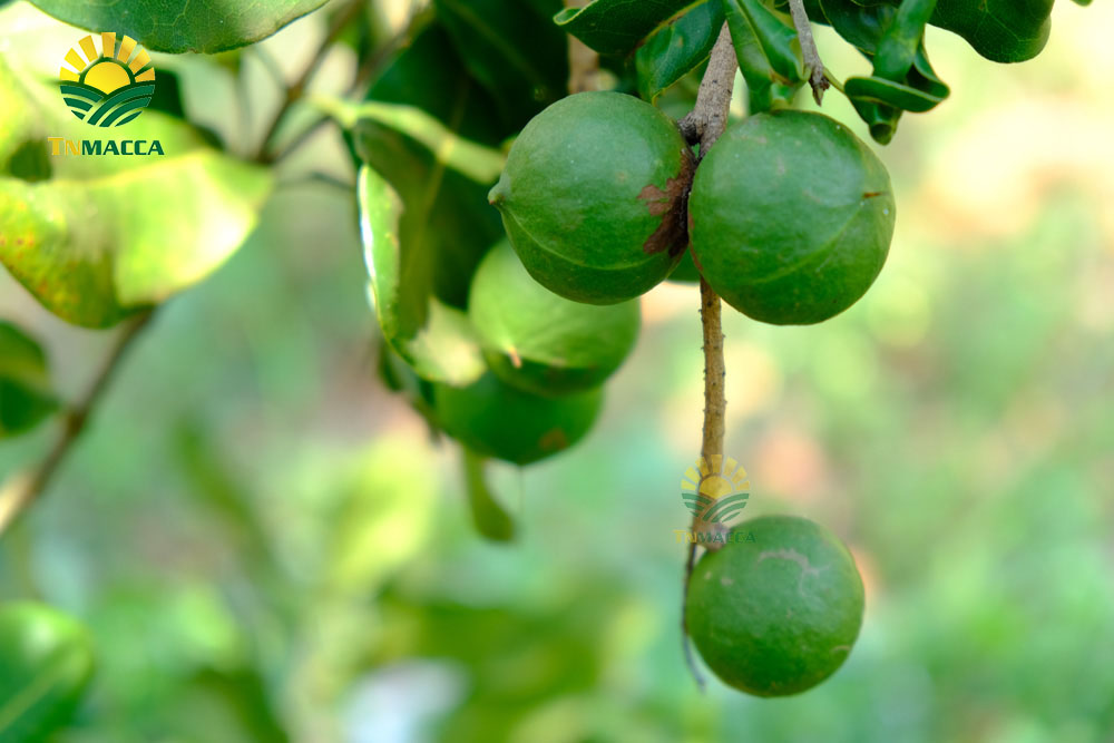 6.hat-macca-uc-mourad-s-500g-va-hat-macca-my-tach-vo-gia-bao-nhieu