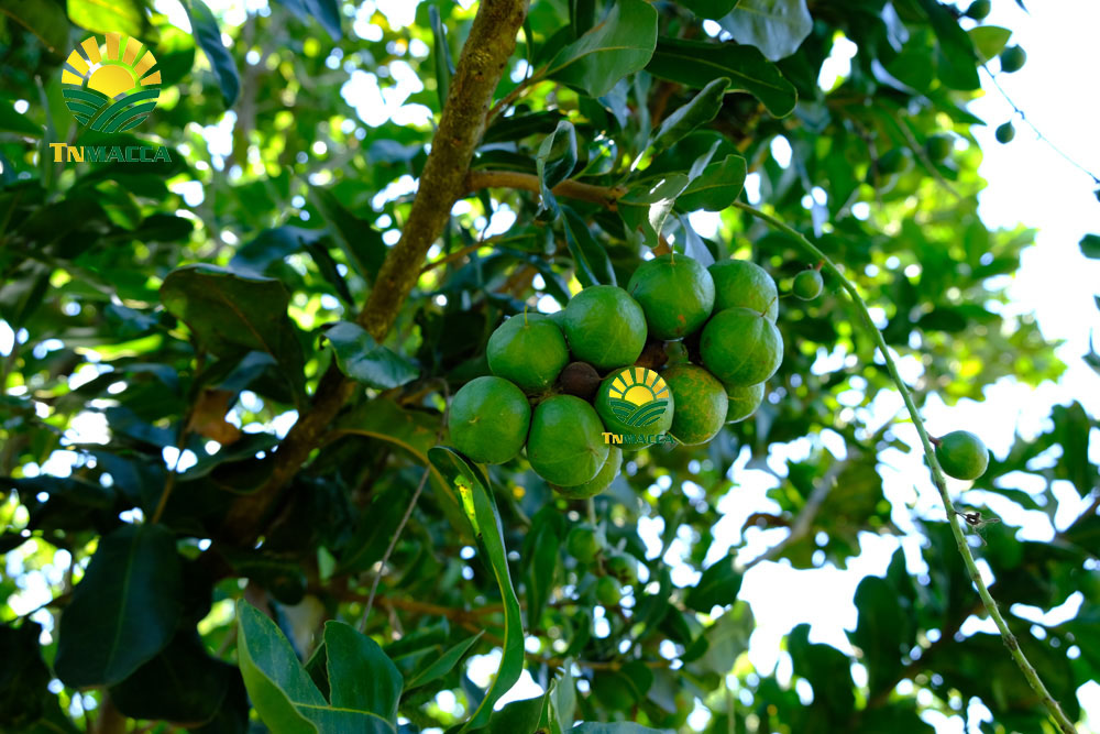 6.hat-macca-viet-nam-6-yeu-to-tao-nen-chat-luong-hat-mac-ca-viet