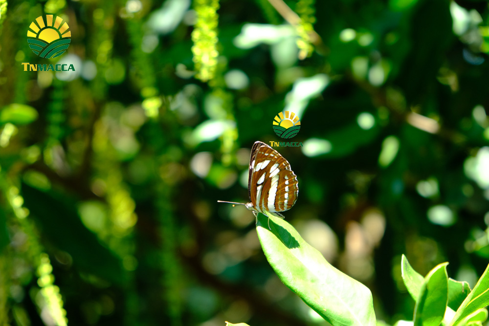 6.mua-hat-macca-o-dau-uy-tin-tai-ha-noi-voi-gia-si-va-chat-luong