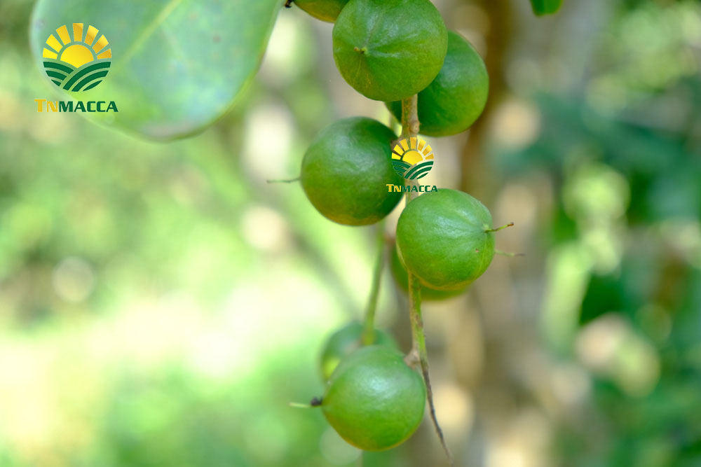 7.2-cach-che-bien-lam-tach-nut-san-vo-hat-macca-tuoi-da-boc-vo-xanh