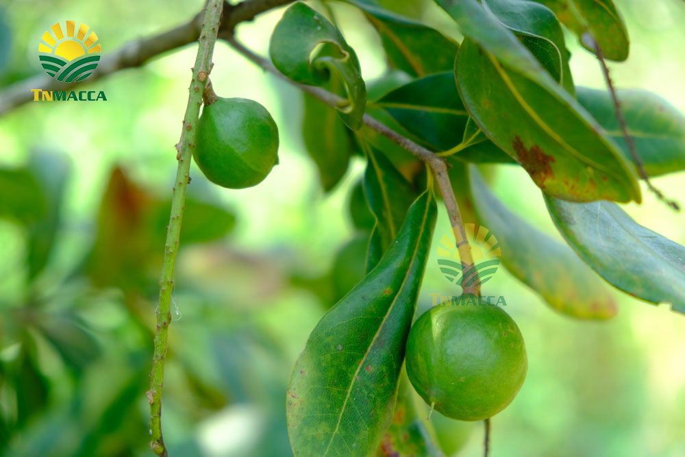 7.4-tac-dung-cua-hat-macca-voi-ba-bau-cach-su-dung-an-de-tot-nhat