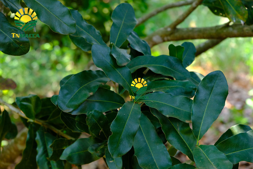 7/cach-che-bien-nau-chao-hat-macca-thom-ngon-nhat-cho-be-an-dam