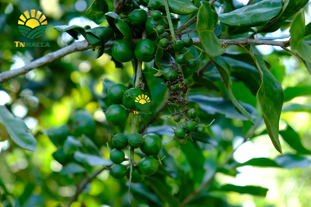 7.cach-rang-say-hat-macca-nguyen-vo-bang-chao-lo-nuong-va-lo-vi-song