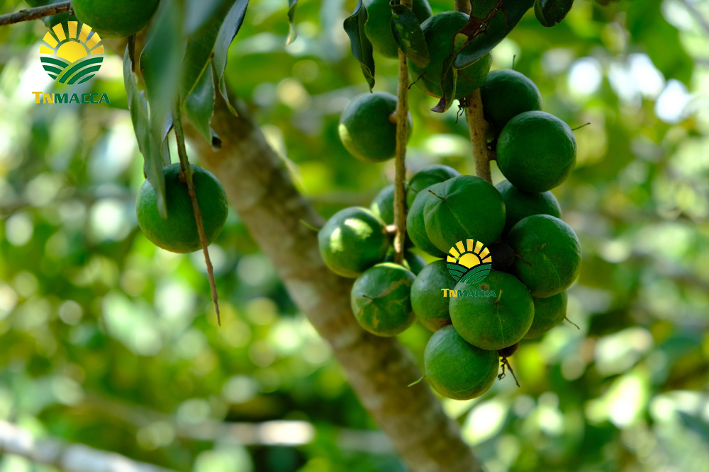 7.gia-hat-macca-4-cach-chon-san-pham-hat-macca-chat-luong-gia-tot