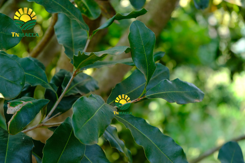 7.hat-macca-say-kho-da-tach-nut-vo-dac-lac-hay-da-lat-gia-re-hon