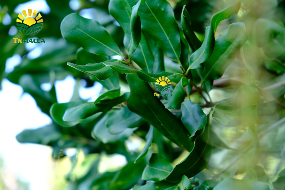 7.mua-hat-macca-o-dau-uy-tin-tai-ha-noi-voi-gia-si-va-chat-luong