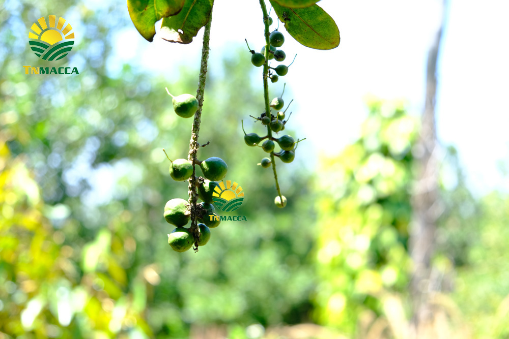 7.tac-dung-cua-hat-macca-4-tac-dung-chinh-cho-moi-lua-tuoi