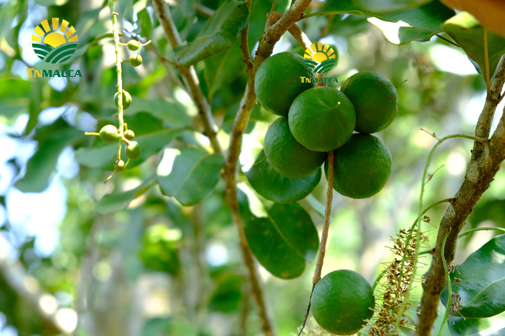 8.2-cach-che-bien-lam-tach-nut-san-vo-hat-macca-tuoi-da-boc-vo-xanh