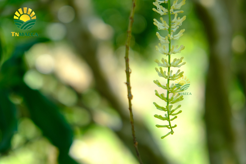 8.4-tac-dung-cua-hat-macca-voi-ba-bau-cach-su-dung-an-de-tot-nhat