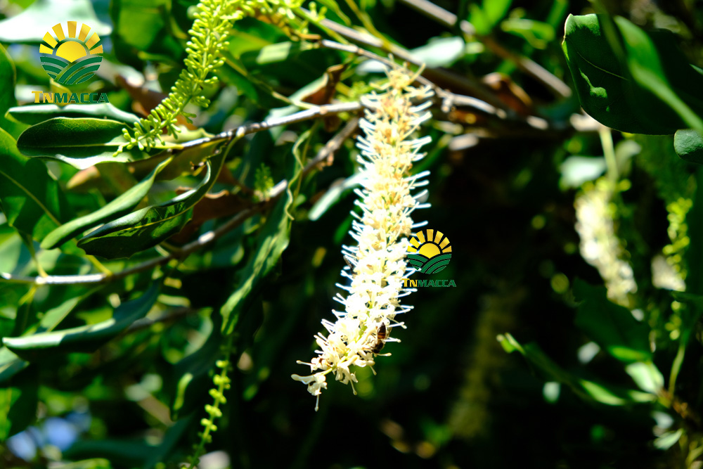 8.Cách SỬ DỤNG HẠT MACCA và ăn bao nhiêu , khi nào là đủ để GIẢM CÂN