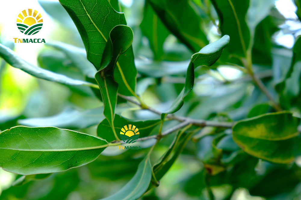 8.cach-che-bien-nau-chao-hat-macca-thom-ngon-nhat-cho-be-an-dam