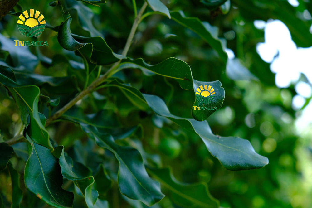 8.gia-hat-macca-4-cach-chon-san-pham-hat-macca-chat-luong-gia-tot