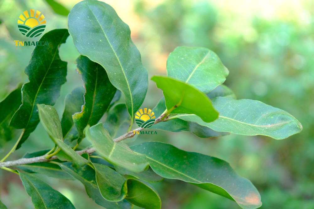 8.hat-macca-uc-dac-diem-uu-diem-va-han-che-cua-macca-uc