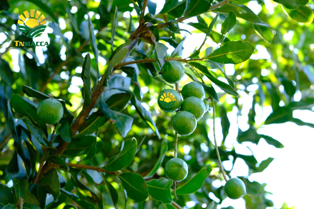 8.hat-macca-viet-nam-6-yeu-to-tao-nen-chat-luong-hat-mac-ca-viet