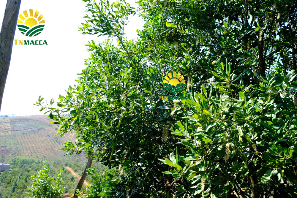 8.tac-dung-cua-hat-macca-4-tac-dung-chinh-cho-moi-lua-tuoi