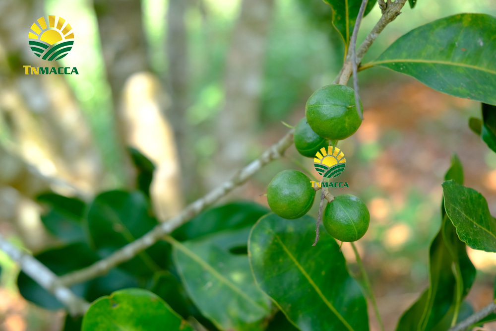 9.cach-che-bien-nau-chao-hat-macca-thom-ngon-nhat-cho-be-an-dam